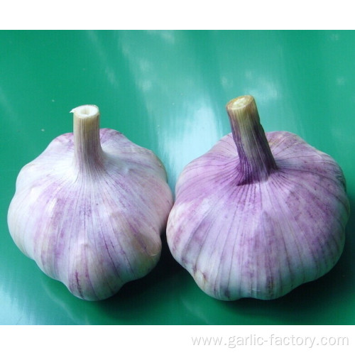 Normal White Garlic Purple Garlic Price
